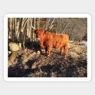 Scottish Highland Cattle Cow 2293 Sticker